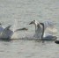 图为三门峡天鹅湖国家城市湿地公园内大天鹅正在嬉戏。　张明云 摄 - 中国新闻社河南分社