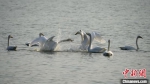 图为三门峡天鹅湖国家城市湿地公园内大天鹅正在嬉戏。　张明云 摄 - 中国新闻社河南分社