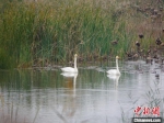 　白天鹅在黄河故道湿地公园游弋。　李杰 摄 - 中国新闻社河南分社