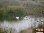 白天鹅在黄河故道湿地公园游弋。　高清献 摄 - 中国新闻社河南分社