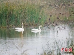 　白天鹅在黄河故道湿地公园游弋。　高清献 摄 - 中国新闻社河南分社