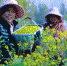 图为农户正忙着采摘菊花。　光山县委宣传部供图 - 中国新闻社河南分社
