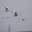 图为在河南三门峡市天鹅湖国家城市湿地公园越冬的大天鹅。　高如意 摄 - 中国新闻社河南分社