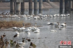 图为在河南三门峡市天鹅湖国家城市湿地公园越冬的大天鹅。　高如意 摄 - 中国新闻社河南分社