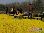 图为村民在收获菊花。张洪涛 摄 - 中国新闻社河南分社