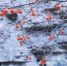 图为安阳林州太行山里大红柿子挂满枝头。　常万朝 摄 - 中国新闻社河南分社