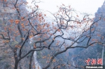 图为安阳林州太行山里大红柿子挂满枝头。　常万朝 摄 - 中国新闻社河南分社
