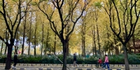 郑州冬日影像：走过银杏树旁，风雨摇落一地的金黄 - 河南一百度