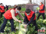 　11月30日，周口农商银行系统志愿者在当地收装白菜，一天内帮助菜农销销售蔬菜23万斤。　付永奇 摄 - 中国新闻社河南分社