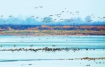12月5日，大批候鸟在洛阳市孟津区国家级黄河湿地自然保护区栖息、觅食。近年来，当地生物多样性日益丰富，每年来此栖息越冬的白天鹅、黑鹳、大鸨、白鹭、鸿雁等鸟类数以万计。郑占波 张宏斌 摄 - 中国新闻社河南分社