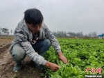 图为张虎在蔬菜基地内劳作。　曹飞 摄 - 中国新闻社河南分社