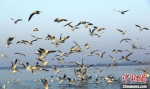 成群的红嘴鸥在河南平顶山白龟山湿地省级自然保护区飞翔。　庞秋霞 摄 - 中国新闻社河南分社