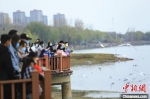 　游客观赏红嘴鸥。　庞秋霞 摄 - 中国新闻社河南分社