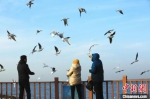 　游客与红嘴鸥互动。　庞秋霞 摄 - 中国新闻社河南分社