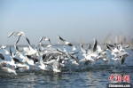 　成群的红嘴鸥在湖面起舞。　庞秋霞 摄 - 中国新闻社河南分社
