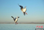 红嘴鸥在空中起舞。　庞秋霞 摄 - 中国新闻社河南分社