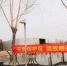 临近过年，如何更好地保护郑州北龙湖疣鼻天鹅？管护人员悬挂起“禁放烟花爆竹”条幅 - 河南一百度