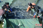　图为捕捞清江鱼现场。　梁照曾 摄 - 中国新闻社河南分社