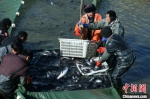 　图为捕捞清江鱼现场。　梁照曾 摄 - 中国新闻社河南分社