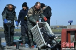 　图为养殖场员工把捕捞到的清江鱼装进运输车。　梁照曾 摄 - 中国新闻社河南分社
