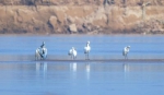 　国家二级保护动物白琵鹭 - 中国新闻社河南分社