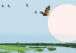 　白尾海雕王争亚/摄本版图片除署名外，皆为郑州黄河湿地自然保护区管理中心提供 - 中国新闻社河南分社