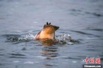 　图为潜入水中觅食的中华秋沙鸭。　聂金锋 　摄 - 中国新闻社河南分社
