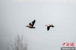 图为两只正在飞翔的赤麻鸭。　聂金锋 　摄 - 中国新闻社河南分社