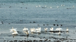 洛阳市孟津区黄河湿地美好生态引来小天鹅“做客” - 河南一百度
