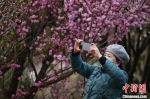 图为市民在游园赏梅。　梁照曾 摄 - 中国新闻社河南分社