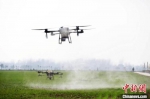 图为无人机正在麦田上喷洒农药。　厉佳 摄 - 中国新闻社河南分社