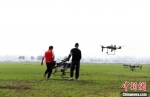 图为无人机正在麦田上喷洒农药。　厉佳 摄 - 中国新闻社河南分社