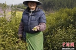当地村民向记者展示刚采的茶叶。　阚力 摄 - 中国新闻社河南分社