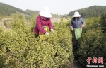 　当地村民正在采茶。　阚力 摄 - 中国新闻社河南分社