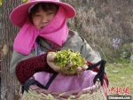 村民向记者展示刚采的茶叶。　阚力 摄 - 中国新闻社河南分社
