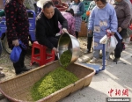 当地茶商收集刚采的茶叶。　阚力 摄 - 中国新闻社河南分社