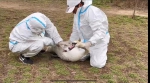 郑州市北龙湖的疣鼻天鹅三宝有外伤，相关人员是如何细心发现并救护的？ - 河南一百度