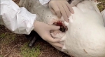 郑州市北龙湖的疣鼻天鹅三宝有外伤，相关人员是如何细心发现并救护的？ - 河南一百度