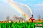 图为自走式喷灌机正在给冬小麦浇返青水。　张子斌 摄 - 中国新闻社河南分社