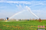 　图为自走式喷灌机正在给冬小麦浇返青水。　张子斌 摄 - 中国新闻社河南分社