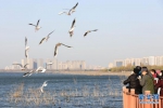 2022年12月1日，市民在河南省平顶山市白龟湖国家湿地公园观赏红嘴鸥。(何五昌 摄) - 中国新闻社河南分社