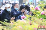 　游客在洛阳公园观赏牡丹。　李书宝 摄 - 中国新闻社河南分社