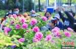 洛阳王城公园牡丹盛开吸引大量游客赏花。　李书宝 摄 - 中国新闻社河南分社