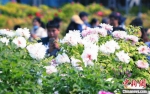 　游客在王城公园观赏牡丹。　李书宝 摄 - 中国新闻社河南分社