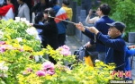 游客在王城公园观赏牡丹。　李书宝 摄 - 中国新闻社河南分社