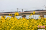 高铁沿线盛开的油菜花。　张中海 摄 - 中国新闻社河南分社