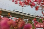 高速列车穿越花丛。　张中海 摄 - 中国新闻社河南分社