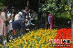 郑州市人民公园郁金香花开春意浓，市民围观拍照很热闹 范晓恒摄 - 中国新闻社河南分社