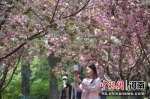人民公园樱花迎着盛开 蓝天暖阳下市民前来赏花 范晓恒摄 - 中国新闻社河南分社