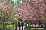 人民公园樱花迎着盛开 蓝天暖阳下市民前来赏花 范晓恒摄 - 中国新闻社河南分社